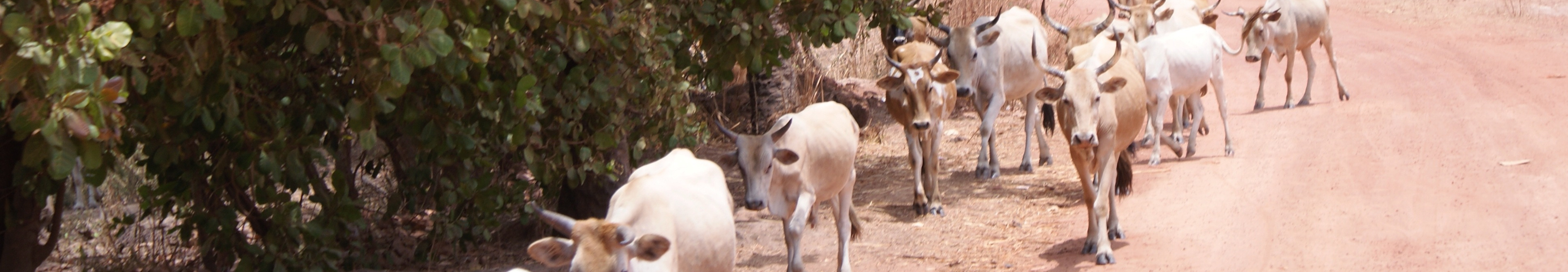 Stichting Steun en Opbouw Gambia